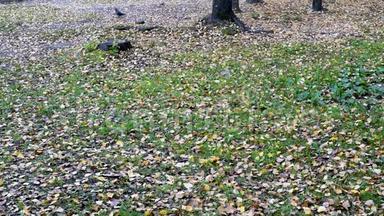 秋日的鸽子走在落叶的黄树上